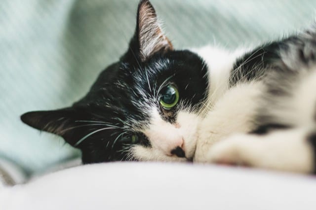 Close up of a black and white cat curled up sleeping with one green eye open for a perfocal pet photoshoot