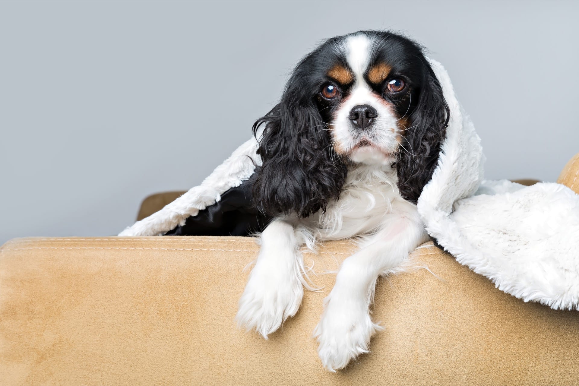 affordable pet photographer for hire