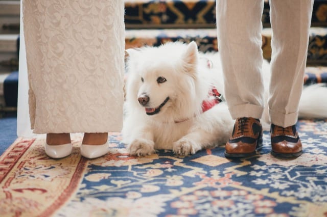 Close up of a a white samoyed dog resting next to the feet of his owners at their wedding at st. pancras hotel in London