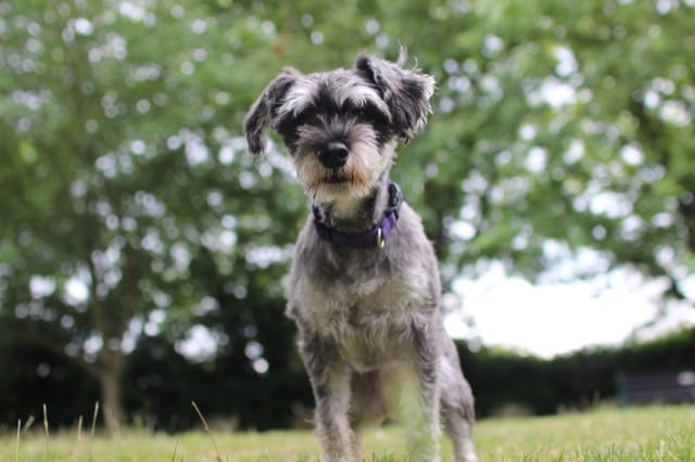 Salt and pepper miniature schnauzer poised to catch a ball