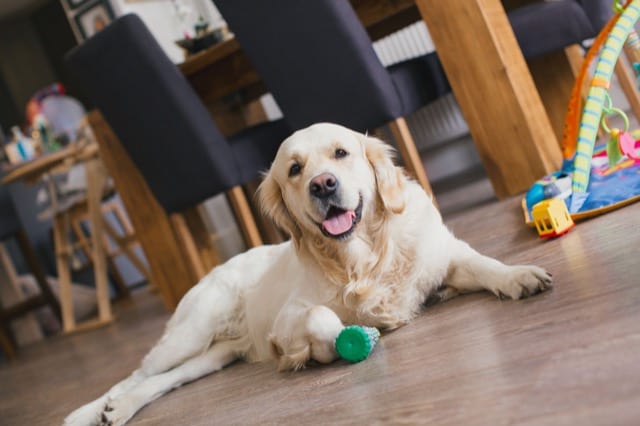 A tired looking golden retriever lying on the dining room floor, panting after playing with its chew toy