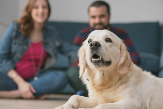 A golden retriever on the carpet looking at the tv as his owners look at him in the background
