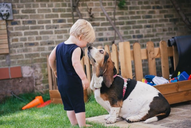 A young blonde boy comes nose to nose with his old basset hound dog in his garden