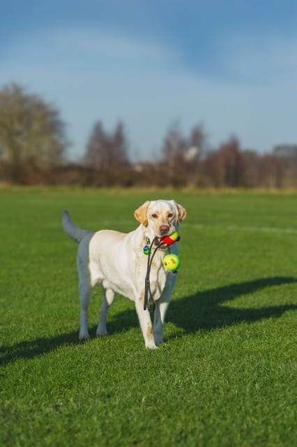 Yellow labrador retriever stands proudly in a park, his mouth full with two tennis ball toys